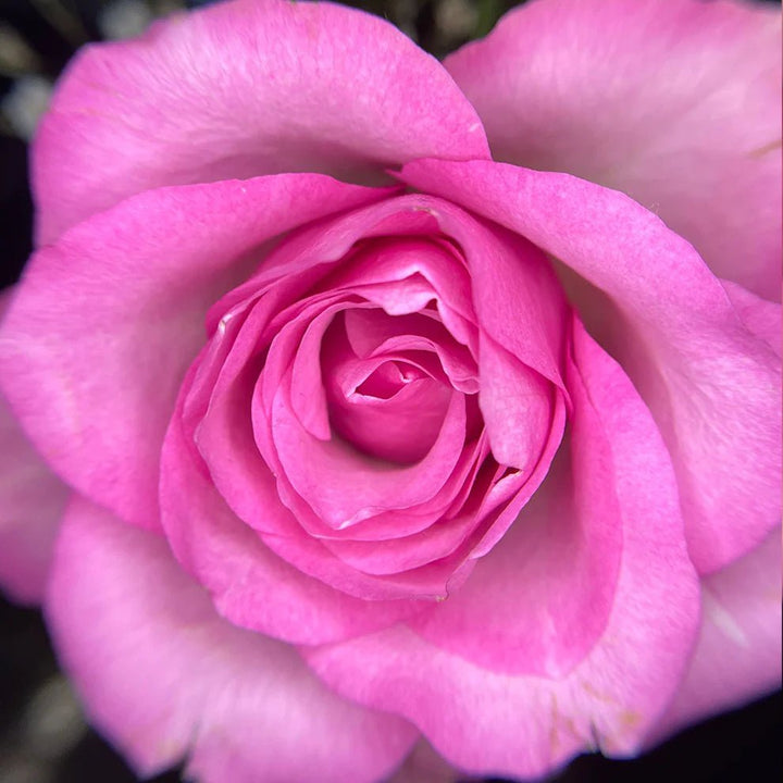 Noemi Macro Photo Eye (mit Linse) - LashMaker Shop