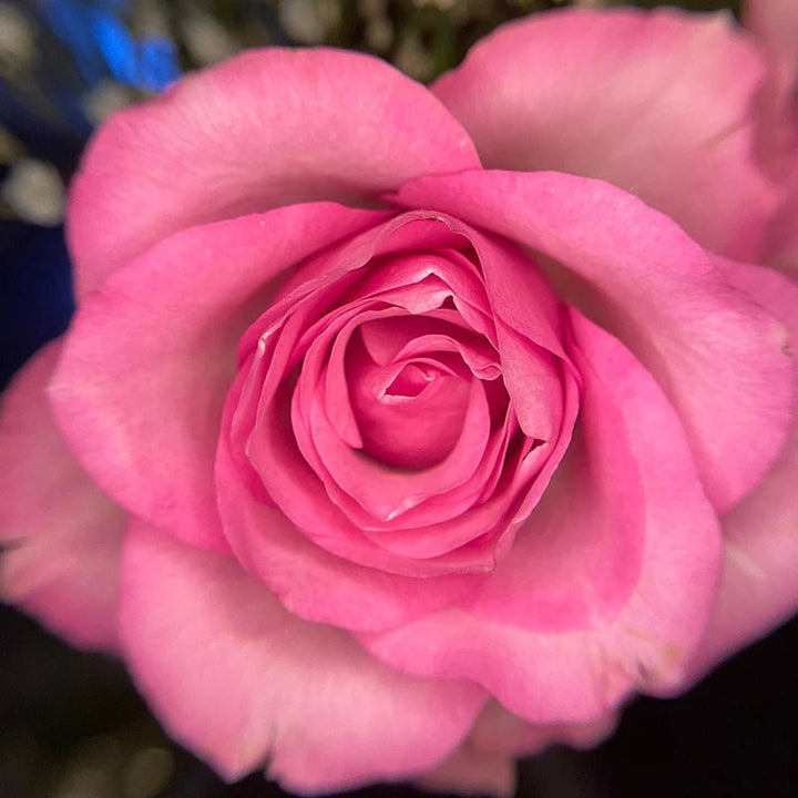 Noemi Macro Photo Eye (mit Linse) - LashMaker Shop