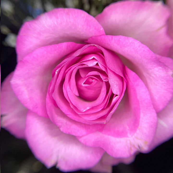 Noemi Macro Photo Eye (mit Linse) - LashMaker Shop